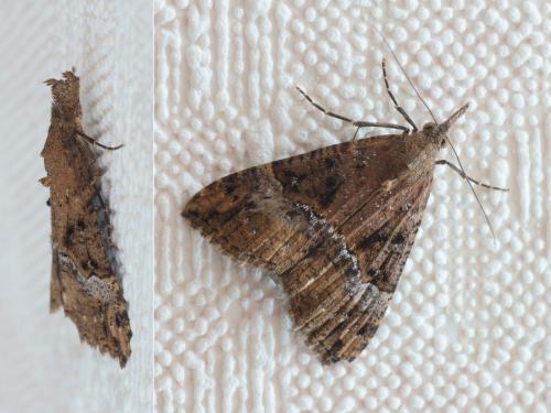 Hypena obsitalis